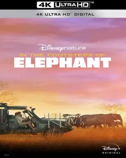 Sur la route des éléphants