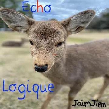 Jaim Jiem - Echo logique